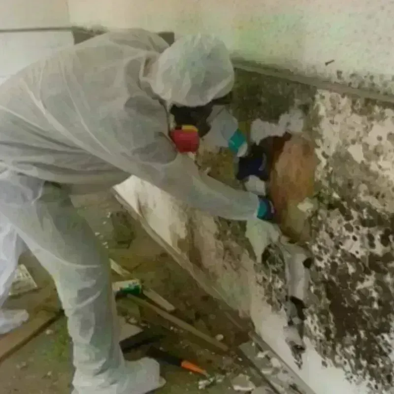 Mold Remediation and Removal in Montgomery, AL